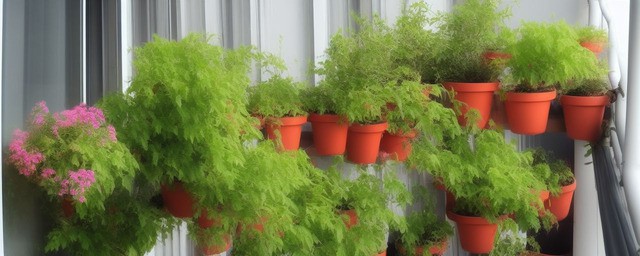 阳台最旺宅的植物是什么
