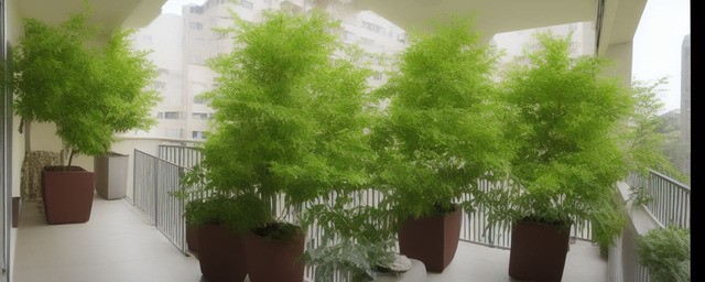 阳台栽什么树最旺风水好
