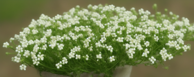 荠菜什么时候开花