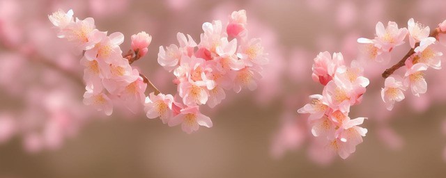 屋里放什么桃花运最旺