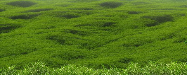 茶树什么时候开花