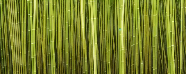 描写竹子的诗句