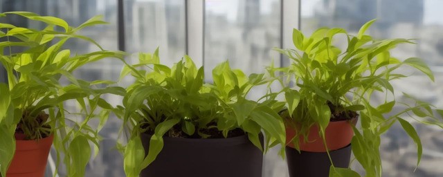 客厅阳台放什么植物最旺财