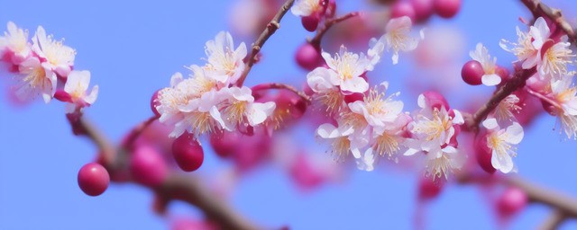 梅花的诗句有哪些