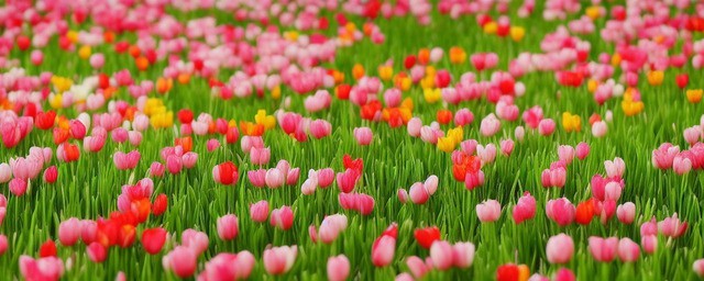 春节什么花最旺季节开放