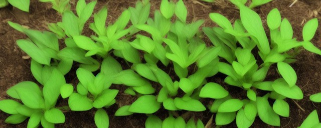 属龙的养什么植物最旺
