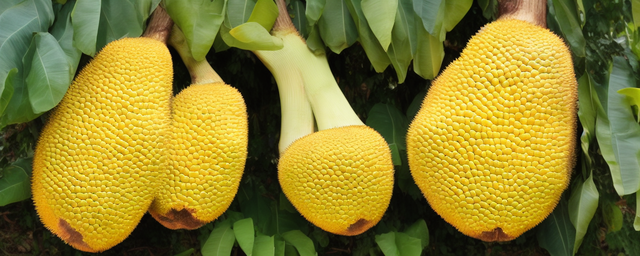 菠萝蜜的功效与作用