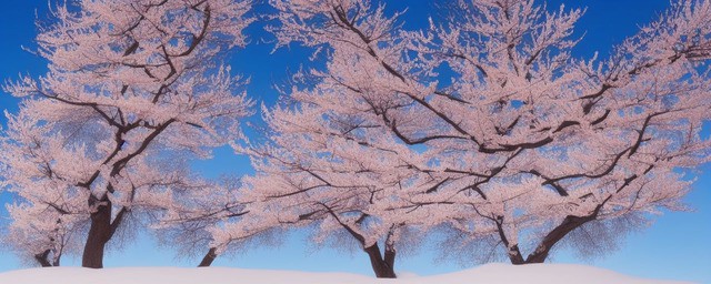 冬天什么树花开得最旺季