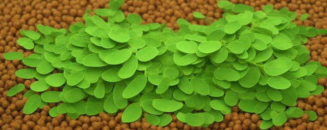 辣木籽的功效与作用及食用办法