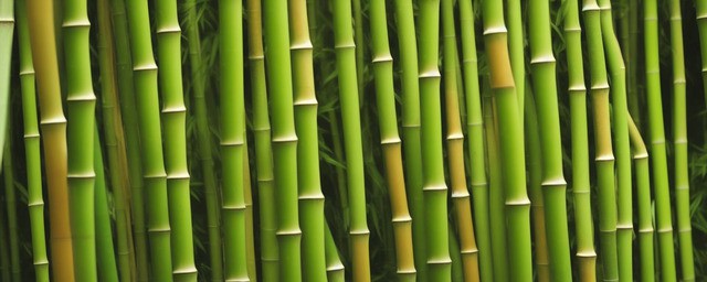 富贵竹养什么花最旺