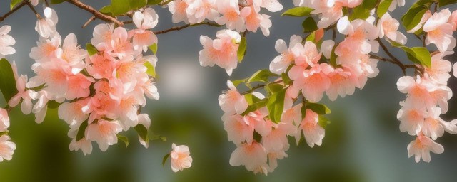 家里摆什么风水旺桃花最旺