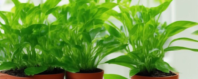 家里摆放什么绿植最旺财