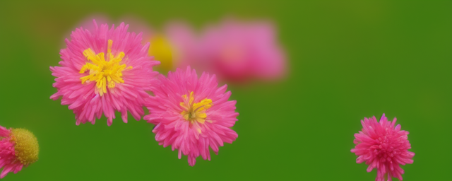 鸡冠花的功效与作用