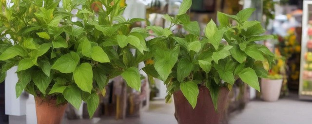 店铺门口放什么植物最旺财