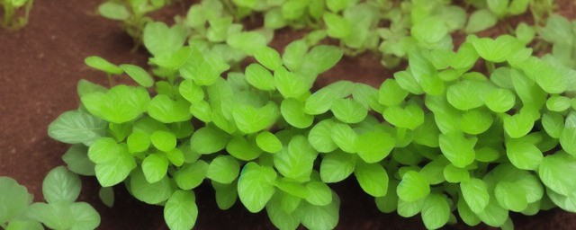 放什么植物加湿气最旺最好