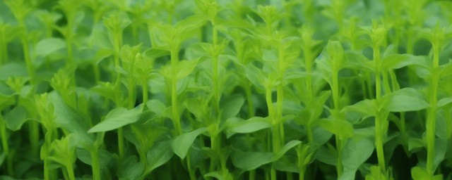 属马养什么植物最旺财