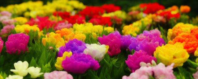 属老鼠放什么花招财最旺 属老鼠放什么花招财最旺