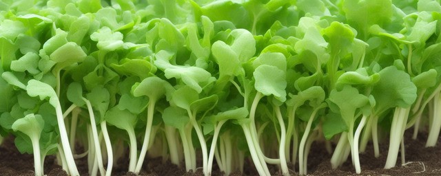 绿萝用什么肥料最好最旺