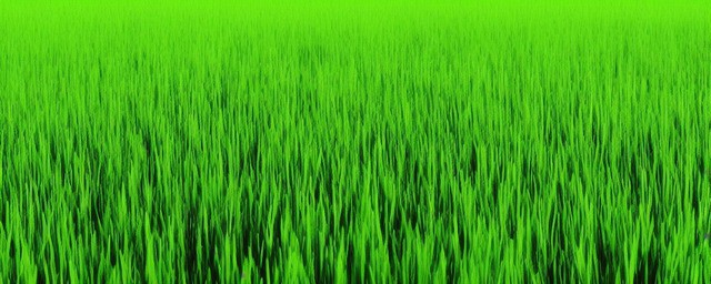 草是什么时候长得最旺
