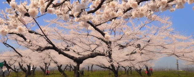 辽宁什么时间开桃花最旺