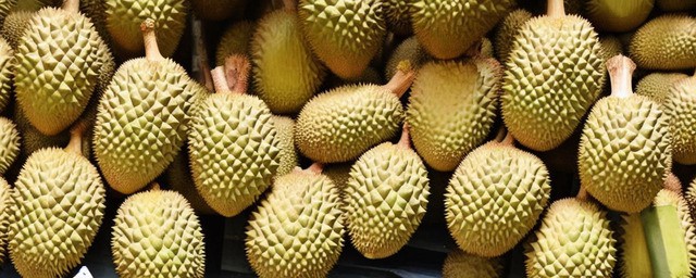 榴莲什么时候成熟最旺盛