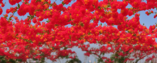过年时什么花开得最旺呢
