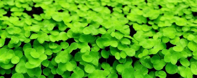 什么绿植家里摆放最旺财