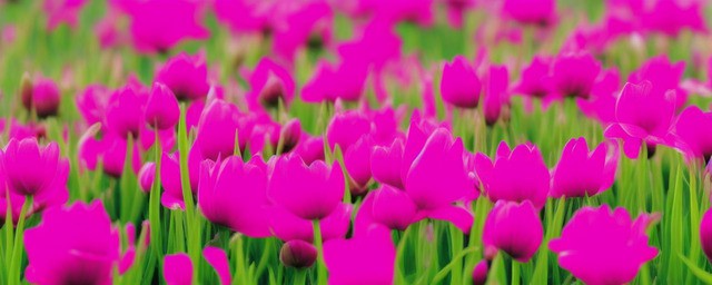 家里种什么花走运最旺运