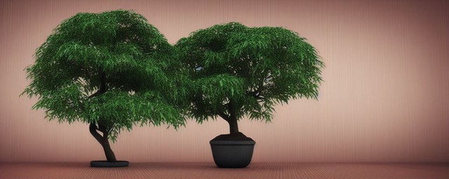 发财树什么盆最旺财