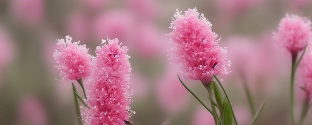 什么花冬天开花最旺盛