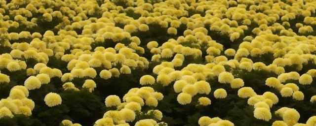 冬天什么菊花开的最旺气