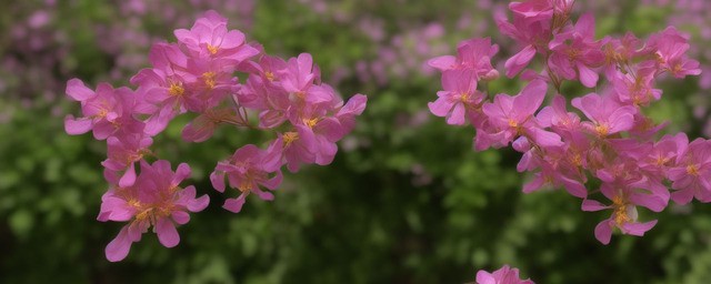 长寿花不开花如何办