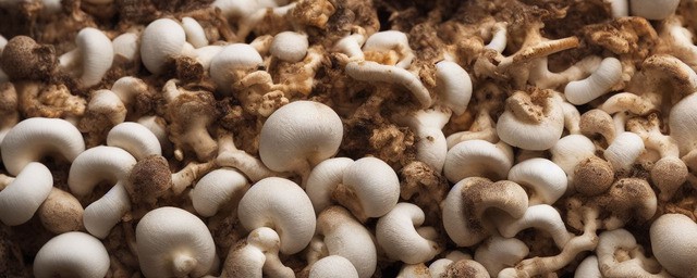 木耳不能和啥一起吃