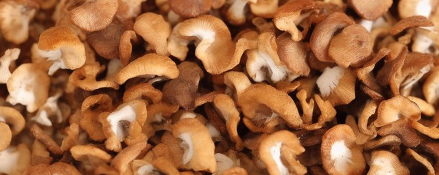 干牛肝菌的做法