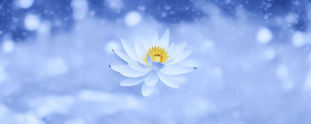 雪莲花的功效与作用