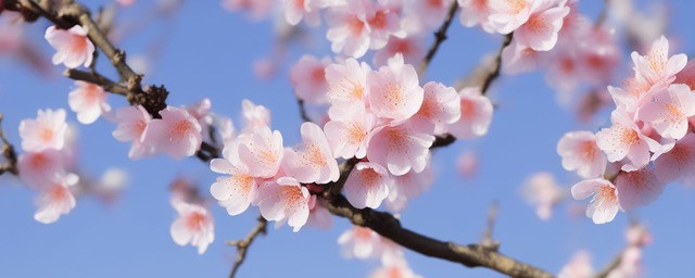 桃花和樱花的区别