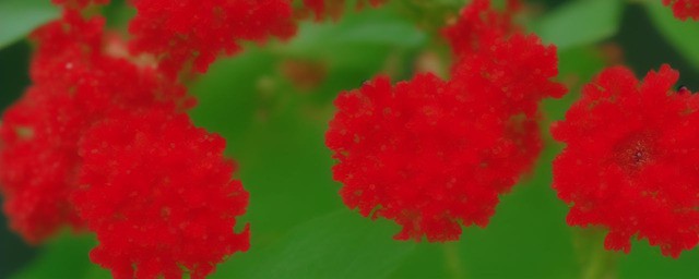 红钻什么时候开花