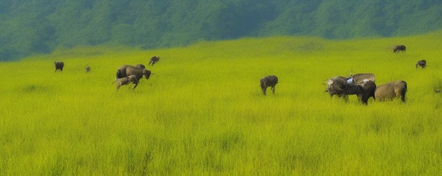 甘南桑科草原最佳游玩季节攻略