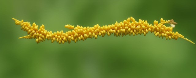 槐花蜜的功效与作用