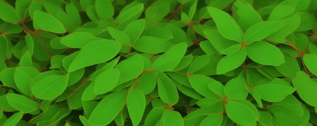 侧柏叶的功效与作用 侧柏叶的功效与作用