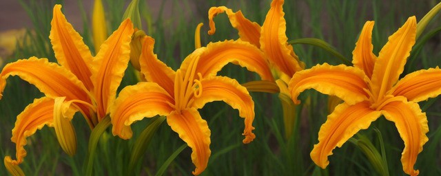 干黄花菜的做法大全