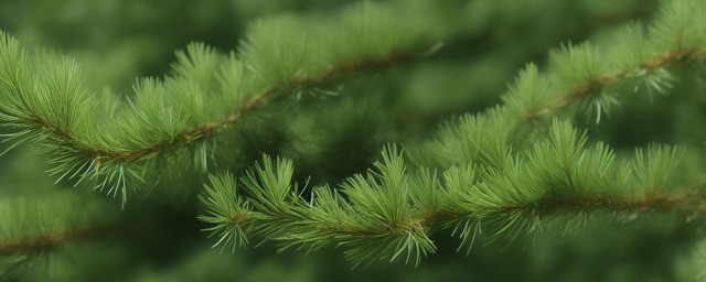 松花粉的药用功效与作用