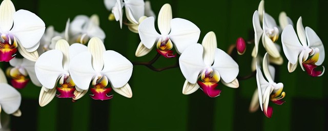 球兰开花是什么时候