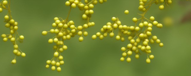 槐花的功效与作用