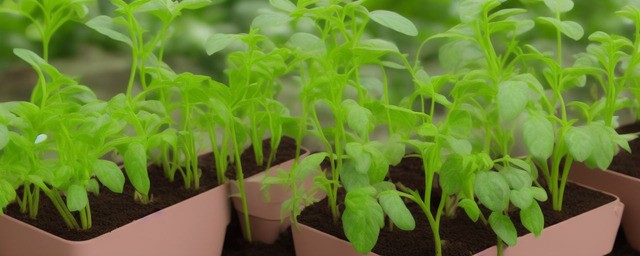 厚脸皮植物如何养厚脸皮植物的养殖要点