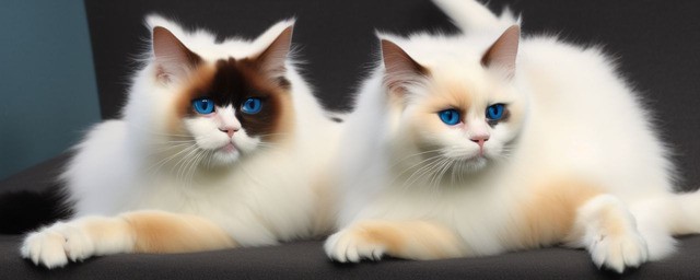 布偶猫能活多久