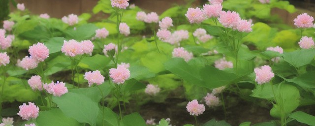 花叶如意的养殖办法