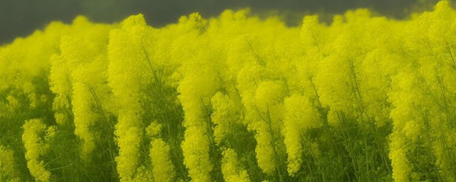 兴化油菜花游玩攻略