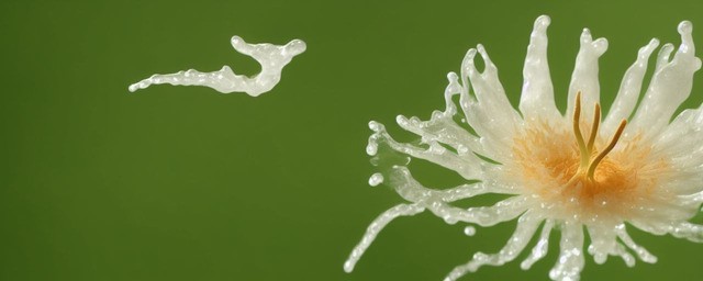 三七花搭配什么泡水喝