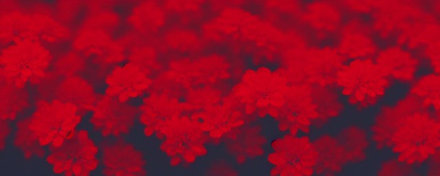 花儿为什么这样红歌词